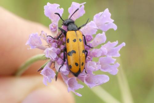 Mylabris connata